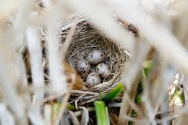 Attēlu rezultāti vaicājumam “Emberiza schoeniclus eggs”