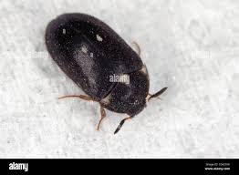 Attēlu rezultāti vaicājumam “Attagenus pellio”