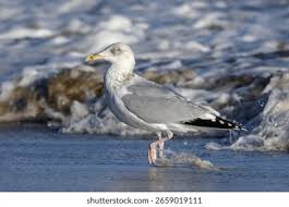 Attēlu rezultāti vaicājumam “Larus argentatus adult”