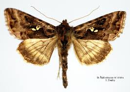 Attēlu rezultāti vaicājumam “Autographa pulchrina”