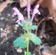 Attēlu rezultāti vaicājumam “Lamium amplexicaule flower”