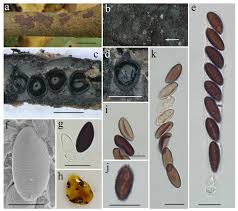 Attēlu rezultāti vaicājumam “Hypoxylon vogesiacum”