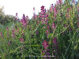 Attēlu rezultāti vaicājumam “Fumaria officinalis leaf”