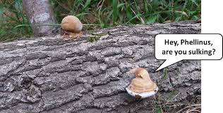 Attēlu rezultāti vaicājumam “Phellinus robustus”