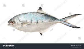 Image result for Lichia amia