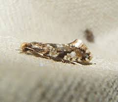 Attēlu rezultāti vaicājumam “Nemapogon cloacella”