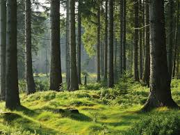 Image result for лес,