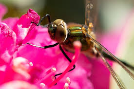 Attēlu rezultāti vaicājumam “Cordulia aenea”