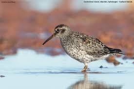 Attēlu rezultāti vaicājumam “Calidris maritima”
