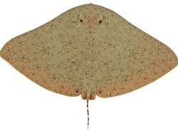 Image result for Gymnura natalensis