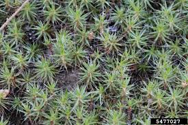 Attēlu rezultāti vaicājumam “Polytrichum piliferum”