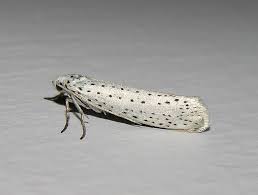 Attēlu rezultāti vaicājumam “Yponomeuta evonymella”