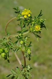 Attēlu rezultāti vaicājumam “Potentilla supina flower”