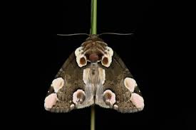 Attēlu rezultāti vaicājumam “Thyatira batis”