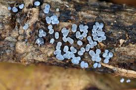 Attēlu rezultāti vaicājumam “Badhamia lilacina plasmodium”