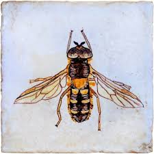 Attēlu rezultāti vaicājumam “Leucozona glaucia”