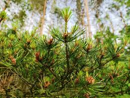 Attēlu rezultāti vaicājumam “Pinus sylvestris”