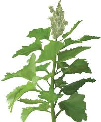 Attēlu rezultāti vaicājumam “Chenopodium polyspermum var. acutifolium”