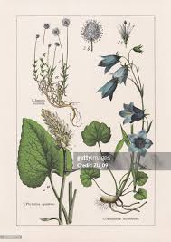 Attēlu rezultāti vaicājumam “Campanulaceae”