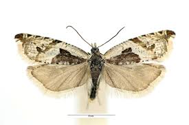 Attēlu rezultāti vaicājumam “Ancylis myrtillana”