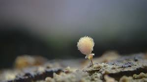 Attēlu rezultāti vaicājumam “Hemitrichia calyculata stalked”