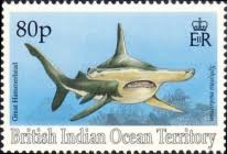 Image result for Sphyrna mokarran