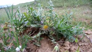 Image result for Cnicus benedictus