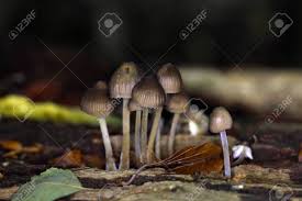 Attēlu rezultāti vaicājumam “Mycena stipata”
