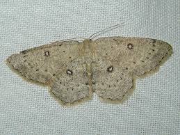 Attēlu rezultāti vaicājumam “Cyclophora albipunctata”