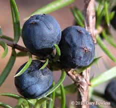 Attēlu rezultāti vaicājumam “Juniperus communis fruit”