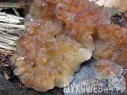 Attēlu rezultāti vaicājumam “Exidia cartilaginea”