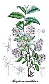 Attēlu rezultāti vaicājumam “Polygonaceae”