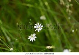 Attēlu rezultāti vaicājumam “Stellaria longifolia”