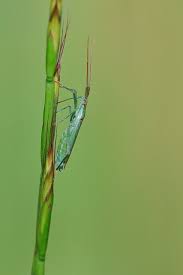 Attēlu rezultāti vaicājumam “Blepharidopterus angulatus”