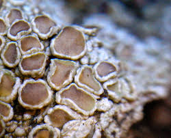 Attēlu rezultāti vaicājumam “Lecanora chlarotera”