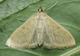 Attēlu rezultāti vaicājumam “Paratalanta hyalinalis”