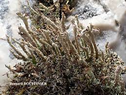 Attēlu rezultāti vaicājumam “Cladonia squamosa”