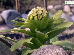 Attēlu rezultāti vaicājumam “Petasites spurius bud”