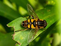 Attēlu rezultāti vaicājumam “Helophilus sp.”