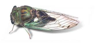 Attēlu rezultāti vaicājumam “Auchenorrhyncha”