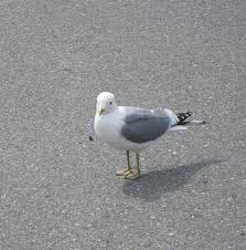 Attēlu rezultāti vaicājumam “Larus canus”