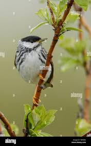 Image result for Dendroica striata