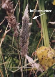 Attēlu rezultāti vaicājumam “Holcus lanatus  fruit”