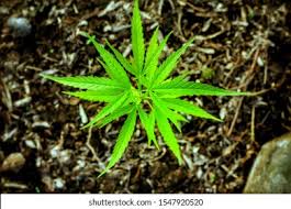 Attēlu rezultāti vaicājumam “Cannabis sativa leaf”