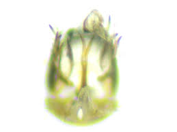 Attēlu rezultāti vaicājumam “Macrosteles sp. imago”