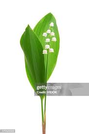 Attēlu rezultāti vaicājumam “Convallaria majalis bud”