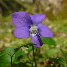 Attēlu rezultāti vaicājumam “Viola sororia”