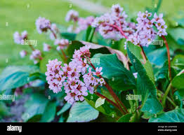 Attēlu rezultāti vaicājumam “Bergenia crassifolia flower”