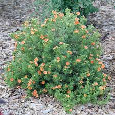 Attēlu rezultāti vaicājumam “Potentilla”
