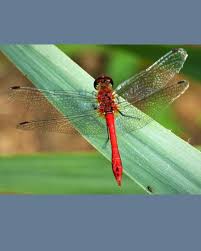 Attēlu rezultāti vaicājumam “Sympetrum sanguineum male”